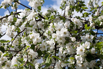 Obraz premium apple trees blossom