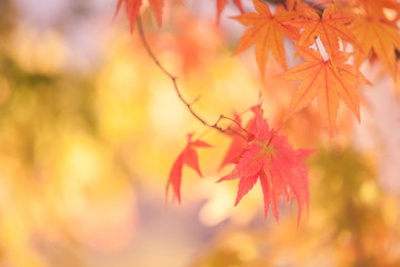 Autumn abstract backgrounds [Soft focus]