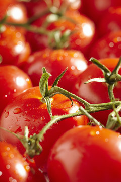 Fresh, Ripe, Whole Campari Tomatoes On Their Stems