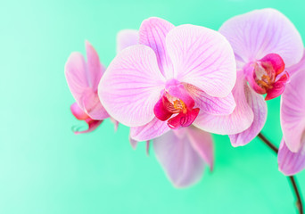Naklejka na ściany i meble Pink orchid flower background
