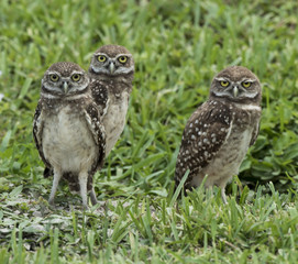 Three brown and white burrowing owls with yellow and black eyes standing in green grass
