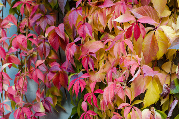 autumn foliage in the city