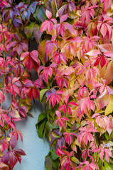 autumn foliage in the city