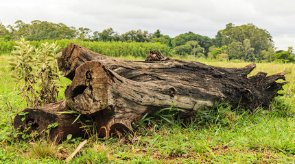 Fototapeta na wymiar Fallen tree trunk in the grass