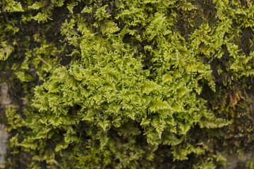 Naklejka premium Moos