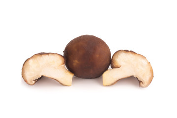Shiitake mushroom on the White background