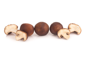 Shiitake mushroom on the White background