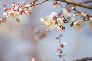 abstract cherry blossom [Soft focus, Background]