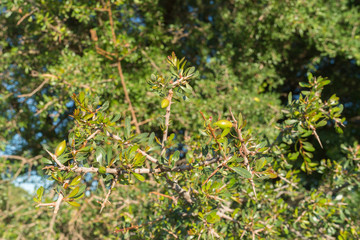 argan tree in Morocco