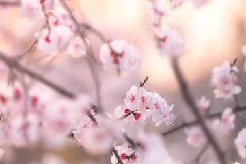 abstract cherry blossom [Soft focus, Background]