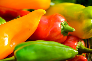 Summer harvest. Freshly picked, red, green and yellow sweet peppers, laying in grass in garden. Healthy eating, fresh food, vegetables, vitamins, diet, fitness. Making fresh salads for dinner. Tasty 