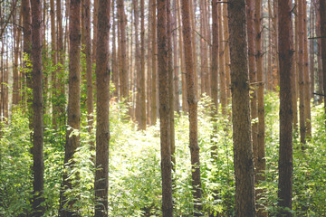 Fototapeta na wymiar Summer nature landscape with sunlight in trees of deep green forest woods. Scenic forest of fresh green deciduous trees with warm sun rays through the foliage.