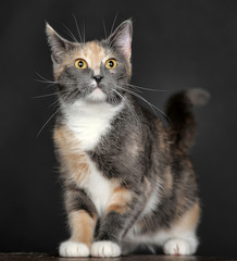 Beautiful tri-color cat