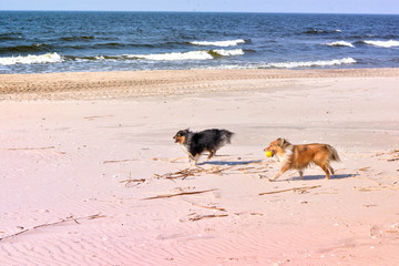 Fototapeta na wymiar Lovely, fluffy, light brown, black and white small sheltie dogs playing on beach, running, throwing, catching, carrying ball. Happiness, love, freedom. Collie, shetland sheepdog, puppy, sea background