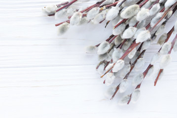 Willow twig pussy on white wooden background