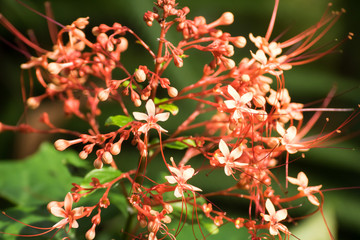 Red flower From Thailand country (Asia)