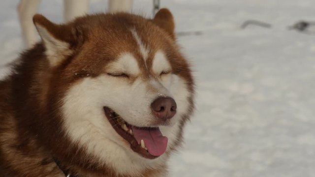 Close up of sled dog breed hasky in the winter outdoors, 4k footage