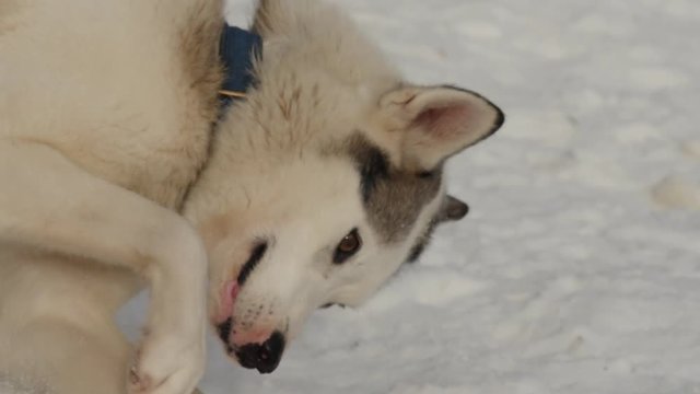 Close up of young sled dog hasky plays with snow, 4k footage