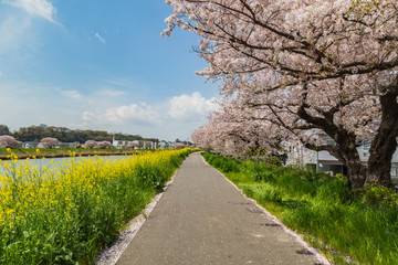 Fototapeta na wymiar sakura side the walkway and river