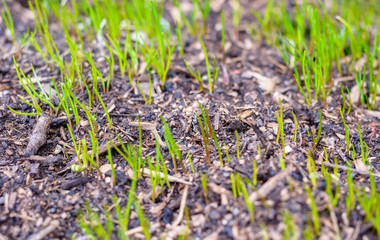 Gras aussähen im Frühling in der Landwirtschaft