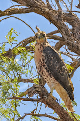 Young Redtailed Hawk