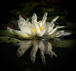 Nahaufnahme der weißen Blüte einer Seerose mit Spiegelung im Wasser © Matthias