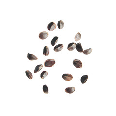 Obraz premium Seeds of obedient plant (Physostegia virginiana) isolated on white background