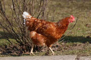 hen a home looking for food