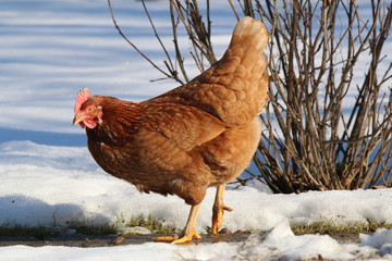 Gallus gallus domesticus