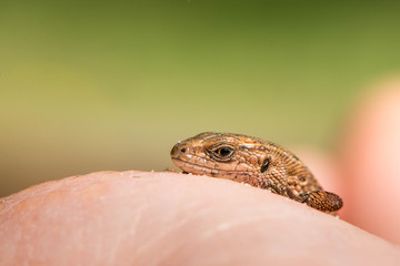 Macro shot of a lizard