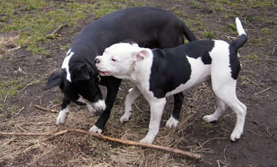 Buddoggen spielen