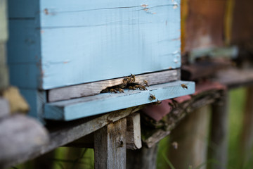 Close up shot of honey bees swarming and flying around their beehive. Selective focus.