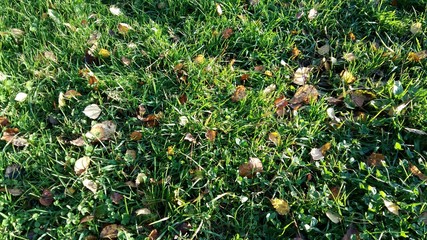 Green grass with leaves. close-up