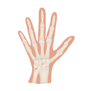 hand bone anatomy vector