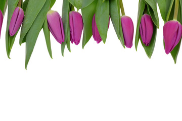 Tulipany