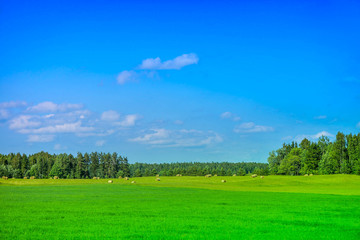 Summer scene of wind turbines behind forest, brightly green meadow, cloudy blue sky in evening, before sunset on countryside. Rural landscape, windmills producing electricity. Ecological life.
