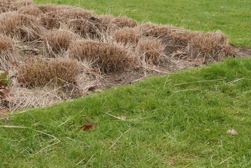 Two sort of grass
