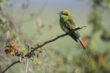 Little green bee eater