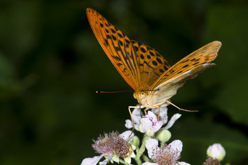 Silver-washed Fritillary - Argynnis paphia, Greece