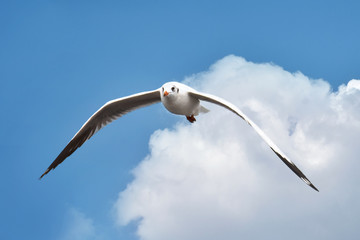 Seagulls flying on the sky.