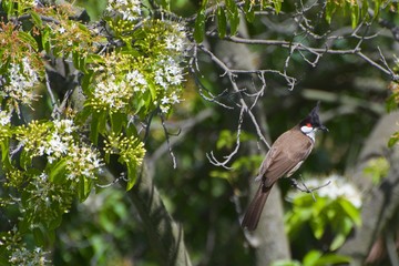 Red-whiskered bulbul sitting on tip of the branch