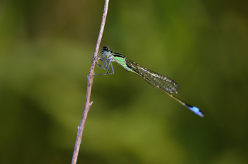 Blue-tailed Damselfly - Ischnura elegans, Crete