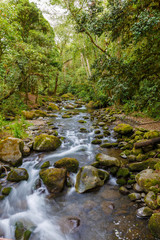Naklejka na ściany i meble Tropical River with moss rocks flowing into the Jungle