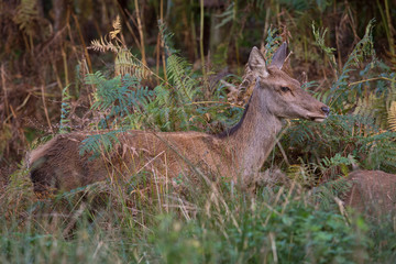 Red Deer Hind (Cervus elaphus)/Red Deer Hind in thick bracken