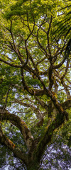 Vertical Panoram of Cloud Forest Jungle Tree Branches