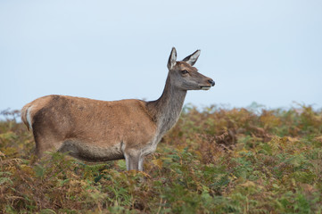 Red Deer Hind (Cervus elaphus)/Red Deer Hind in thick bracken