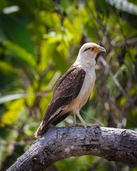 Yellow Headed Caracara in Costa Rica