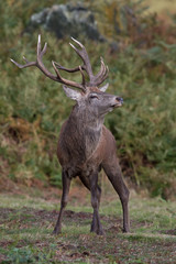 Naklejka na ściany i meble Red Deer Stag(Cervus elaphus)/Red Deer Stag on bracken covered slope