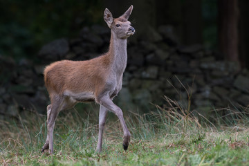 Red Deer Calf (Cervus elaphus)/Red Deer calf in front of a dry stone wall