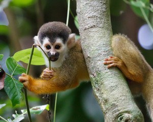 Obraz premium Curious squirrel monkey in costa rica